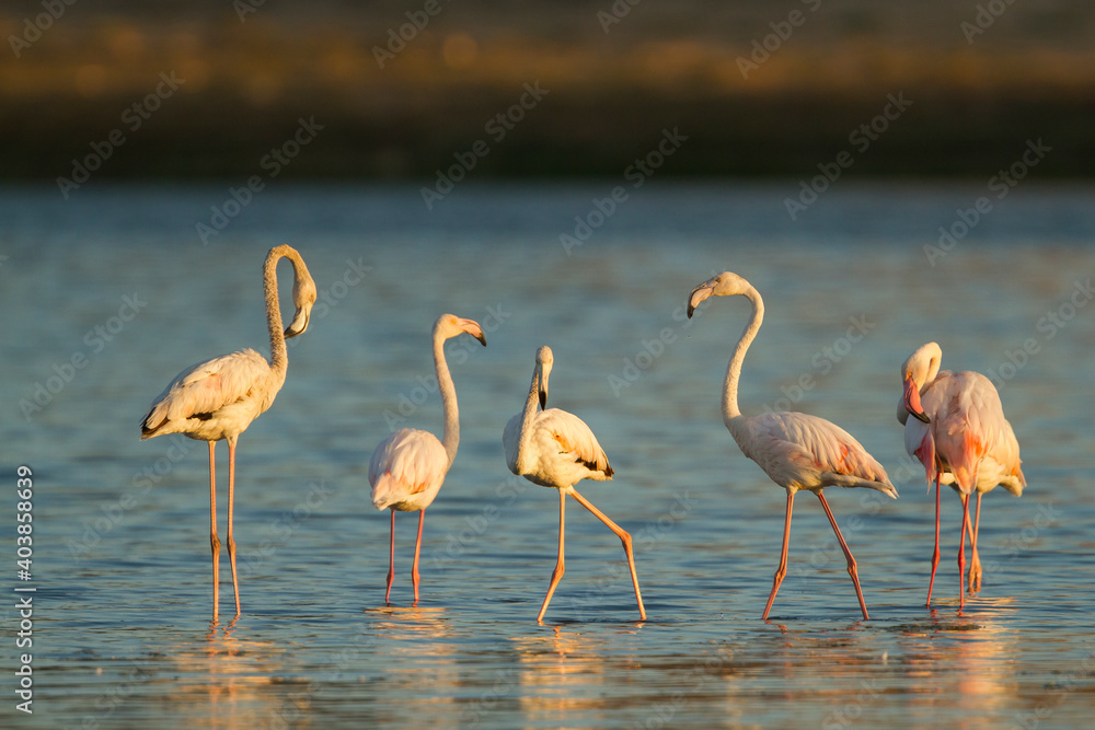 Obraz premium Greater Flamingo; Phoenicopterus roseus,