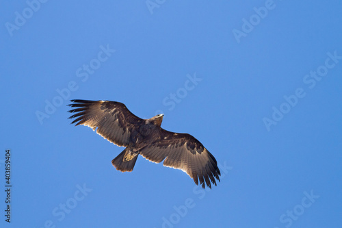 Greater Spotted Eagle  Aquila clanga