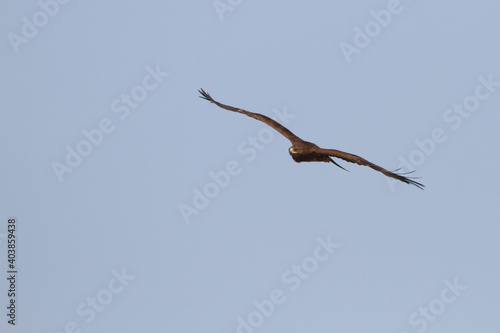 Greater Spotted Eagle  Aquila clanga  © AGAMI