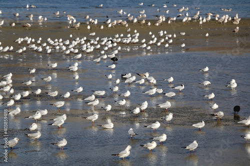 Flock of seagulls on the beach. Selective focus.