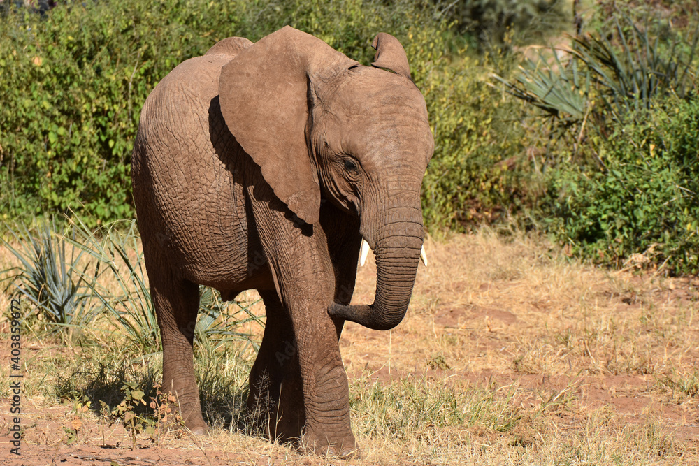 African elephant, in Samburu National Reserve, Kenya