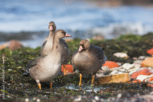 Kolgans, Greater White-fronted Goose, Anser albifrons albifrons photo