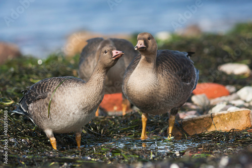 Kolgans, Greater White-fronted Goose, Anser albifrons albifrons photo