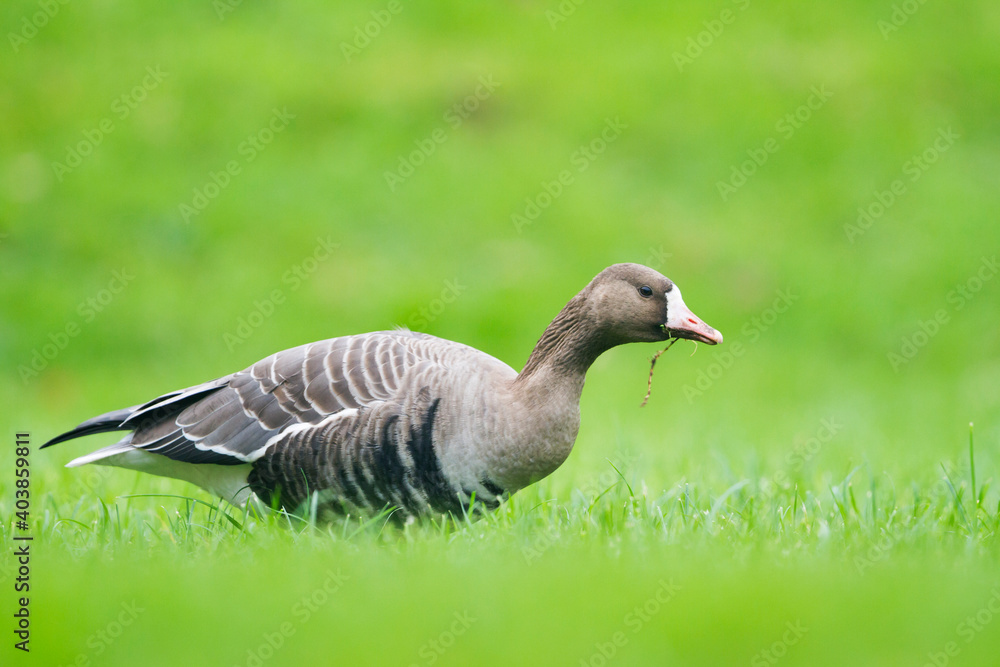 Kolgans, Greater White-fronted Goose, Anser albifrons albifrons Kolgans, Greater White-fronted Goose, Anser albifrons albifrons
