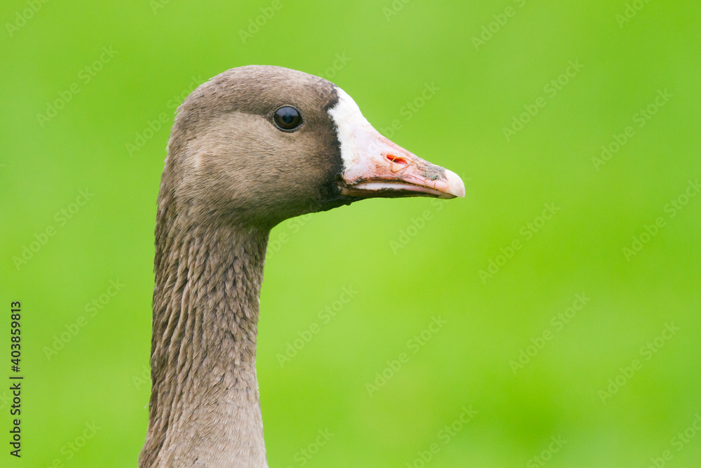 Kolgans, Greater White-fronted Goose, Anser albifrons albifrons Kolgans, Greater White-fronted Goose, Anser albifrons albifrons