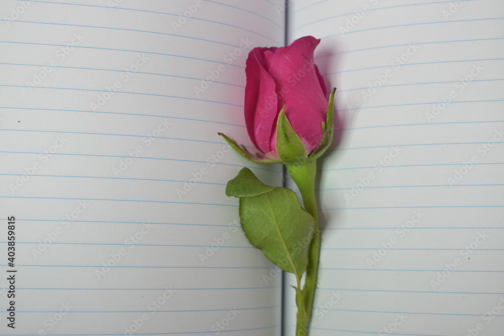 Pink rose flower with notepad isolated on a pink background.Top view.
Romantic and Valentine concept