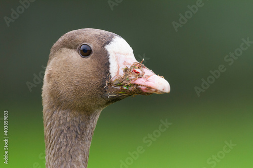 Kolgans, Greater White-fronted Goose, Anser albifrons albifrons photo