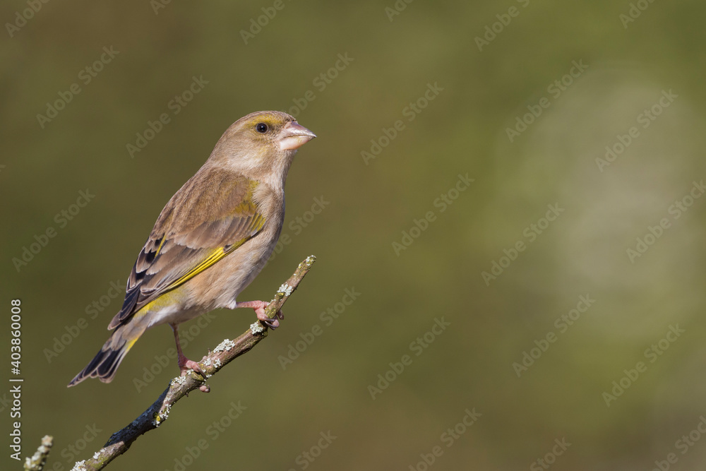 Groenling, European Greenfinch, Carduelis chloris chloris Groenling, European Greenfinch, Carduelis chloris chloris