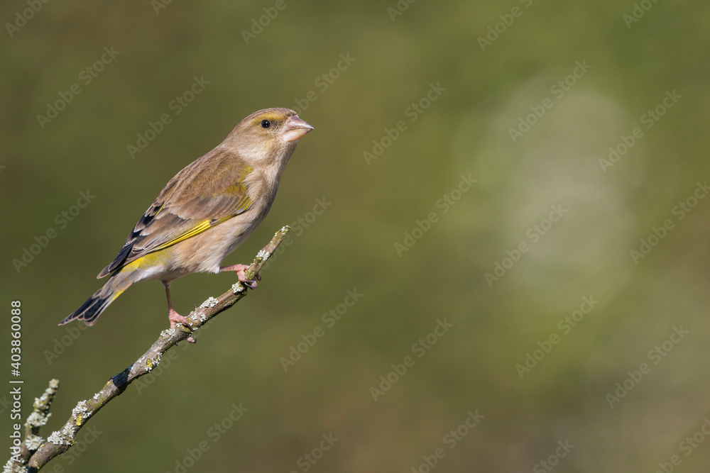 Groenling, European Greenfinch, Carduelis chloris chloris Groenling, European Greenfinch, Carduelis chloris chloris