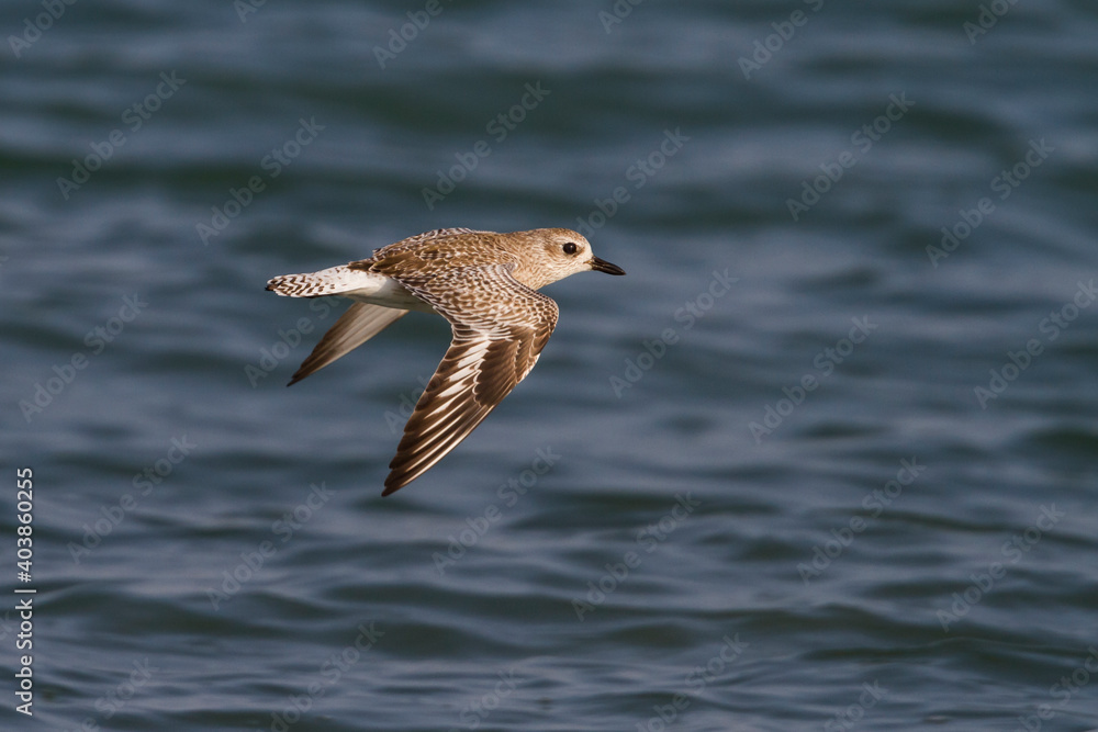 Zilverplevier, Grey Plover, Pluvialis squatarola Zilverplevier, Grey Plover, Pluvialis squatarola