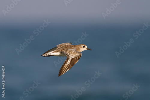 Zilverplevier  Grey Plover  Pluvialis squatarola