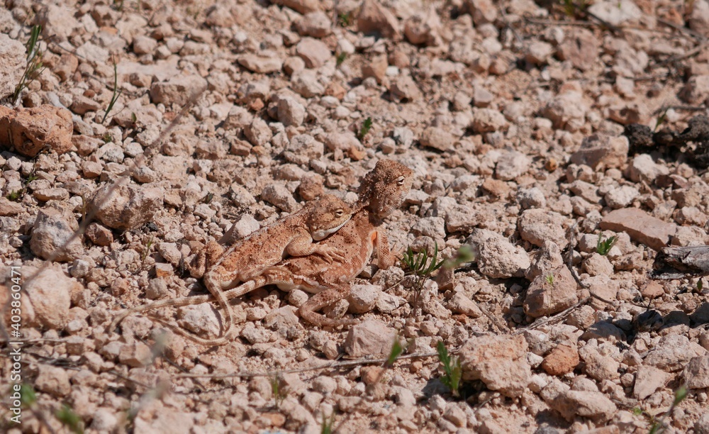 Two gray-brown agams on the ground during mating. Lizards in the desert on a sunny summer day. Two gray-brown agams on the ground during mating. Lizards in the desert on a sunny summer day.