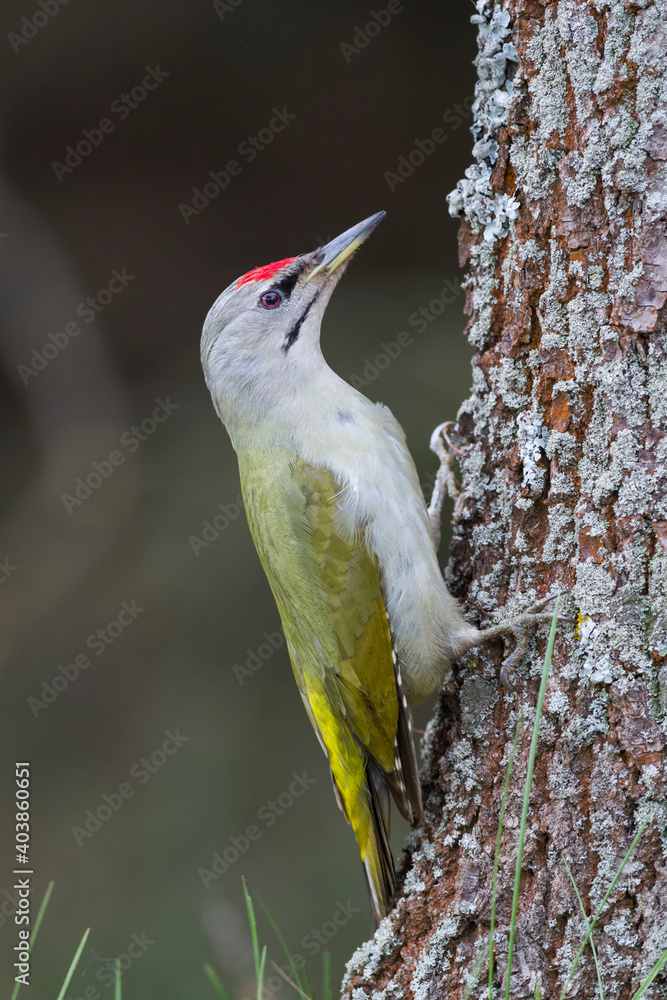 Grijskopspecht, Grey-headed Woodpecker, Picus canus