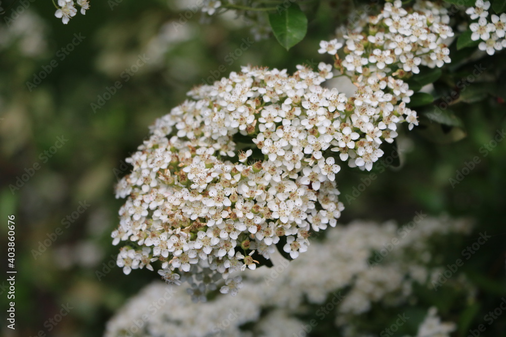 Fototapeta premium Firethorn orange glow in spring, Germany