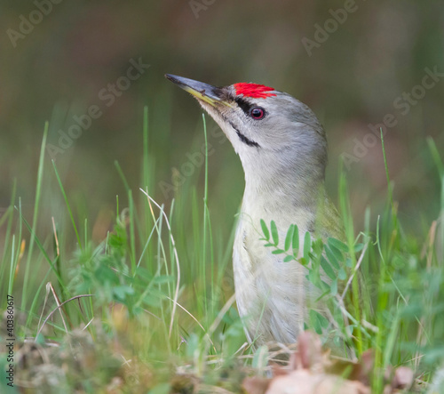 Grijskopspecht, Grey-headed Woodpecker, Picus canus photo