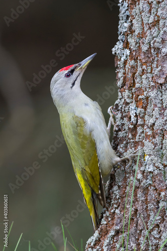 Obraz na płótnie Grijskopspecht, Grey-headed Woodpecker, Picus canus w salonie