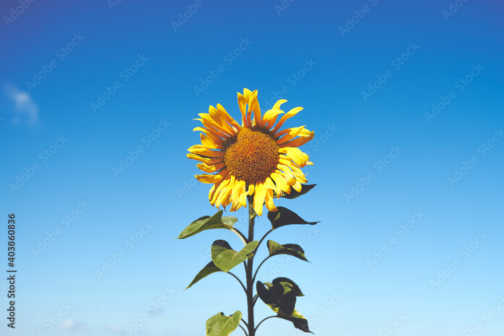 Close-Up Of Yellow Sunflower in Summer Close-Up Of Yellow Sunflower in Summer