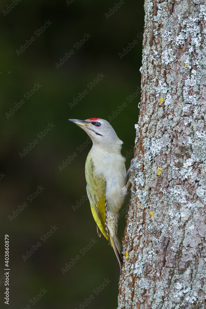 Grijskopspecht, Grey-headed Woodpecker, Picus canus Grijskopspecht, Grey-headed Woodpecker, Picus canus