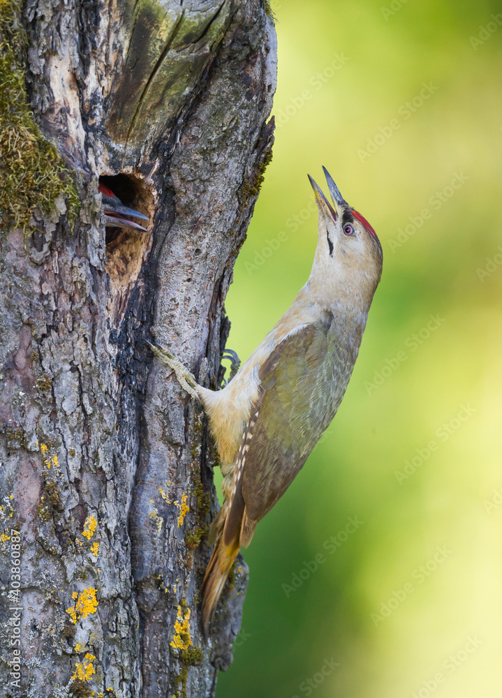 Grijskopspecht, Grey-headed Woodpecker, Picus canus Grijskopspecht, Grey-headed Woodpecker, Picus canus