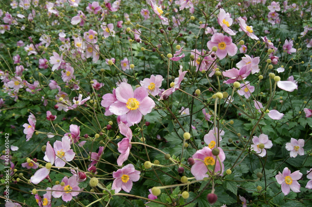 pink flowers in a garden pink flowers in a garden