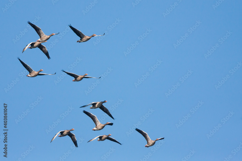 Grauwe Gans, Greylag Goose, Anser anser anser