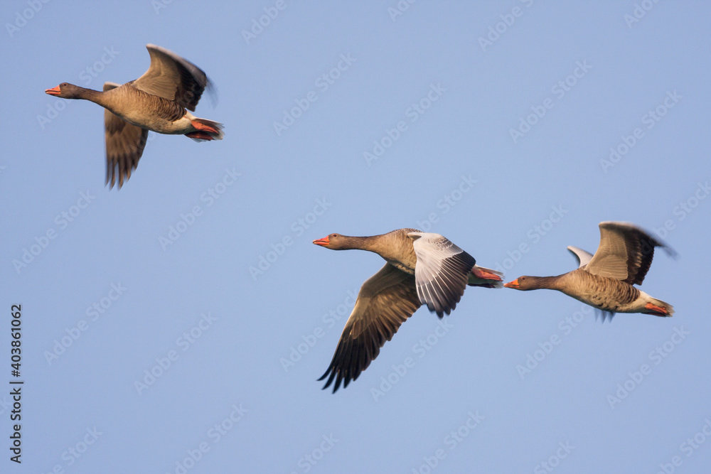 Obraz premium Grauwe Gans, Greylag Goose, Anser anser