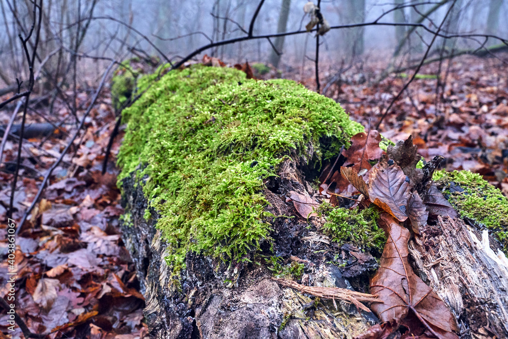 a fallen tree trunk covered with moss in a misty forest during autumn a fallen tree trunk covered with moss in a misty forest during autumn