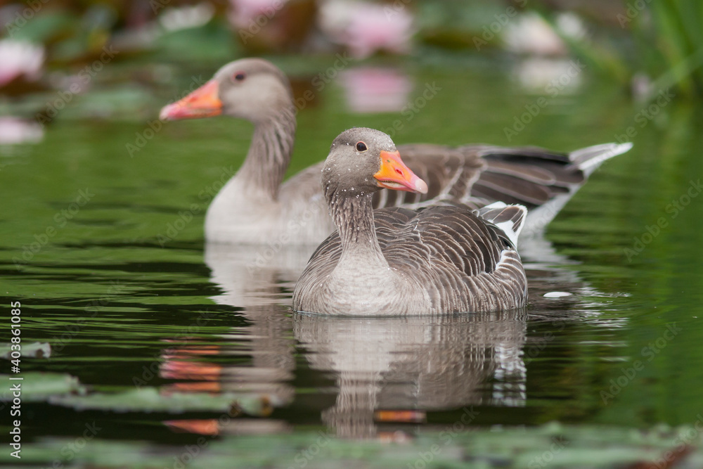Grauwe Gans, Greylag Goose, Anser anser Grauwe Gans, Greylag Goose, Anser anser
