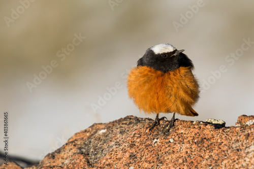 Witkruinroodstaart, Güldenstädt's Redstart, Phoenicurus erythrogastrus grandis photo