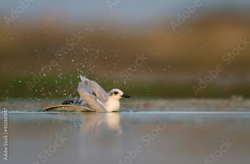 Lachstern, Gull-billed Tern, Gelochelidon nilotica photo