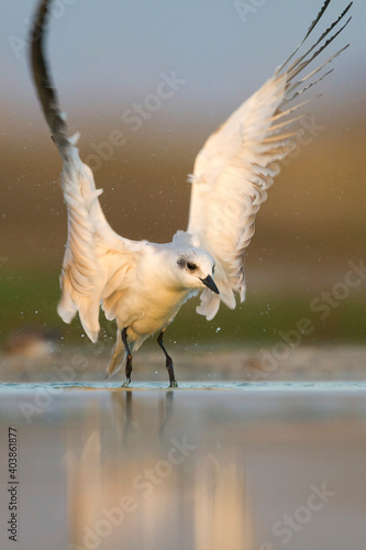 Lachstern, Gull-billed Tern, Gelochelidon nilotica