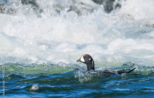 Harlequin Duck, Harlekijneend, Histrionicus histrionicus photo