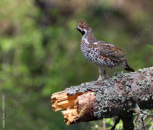 Hazelhoen, Hazel Grouse, Bonasa bonasia volgensis