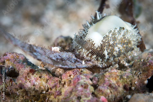 Nudibranch sea slug crawling around muck diving site photo