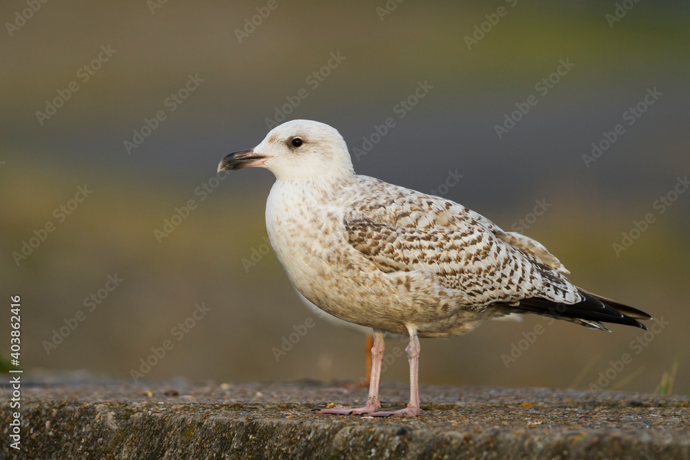 Zilvermeeuw, European Herring Gull, Larus argentatus Zilvermeeuw, European Herring Gull, Larus argentatus