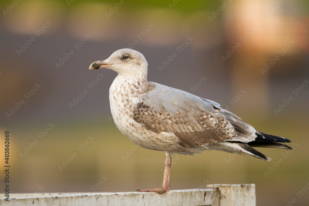 Obraz premium Zilvermeeuw, European Herring Gull, Larus argentatus