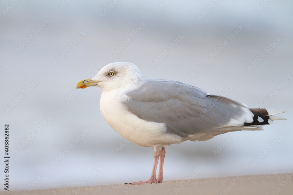 Zilvermeeuw, European Herring Gull, Larus argentatus Zilvermeeuw, European Herring Gull, Larus argentatus