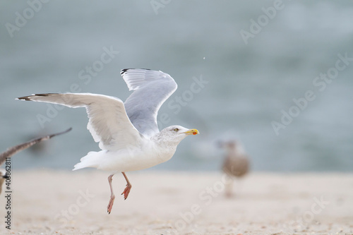 Obraz na płótnie Zilvermeeuw, European Herring Gull, Larus argentatus w salonie