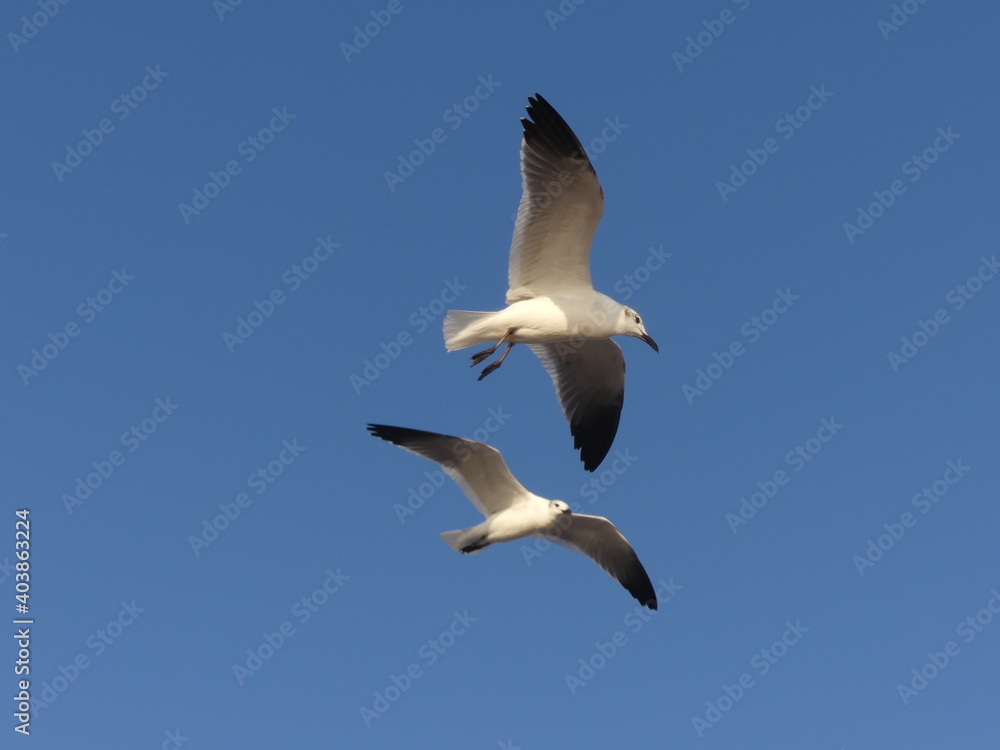Pair of seagulls flying over a blue sky Pair of seagulls flying over a blue sky