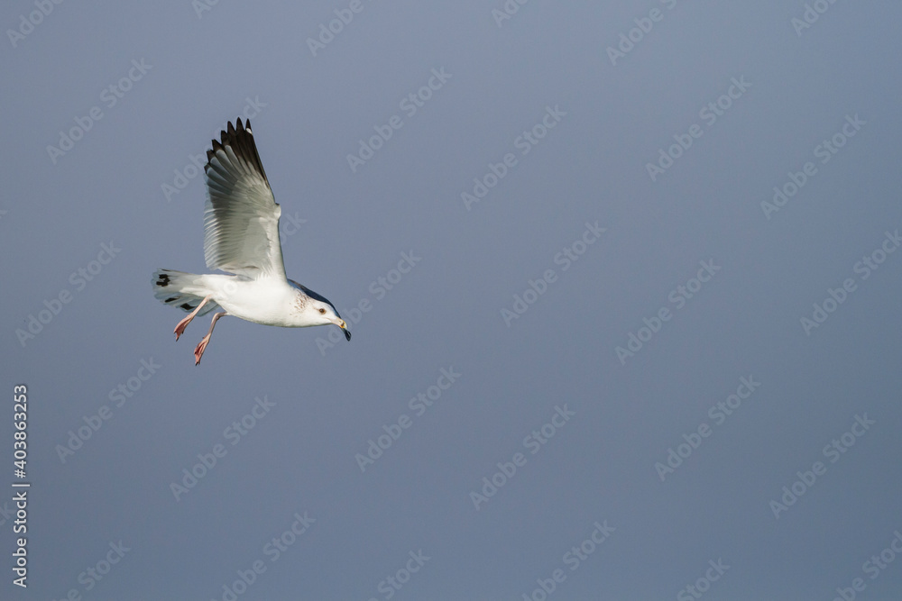 Fototapeta premium Heuglins Meeuw, Heuglin's Gull, Larus heuglini