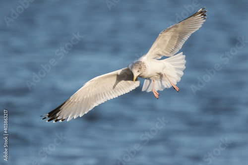 Herring Gull, Zilvermeeuw, Larus argentatus ssp. argenteus © AGAMI