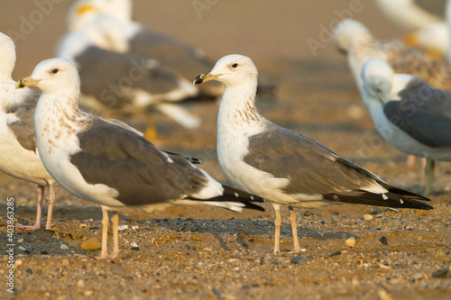 Heuglins Meeuw, Heuglin's Gull, Larus heuglini