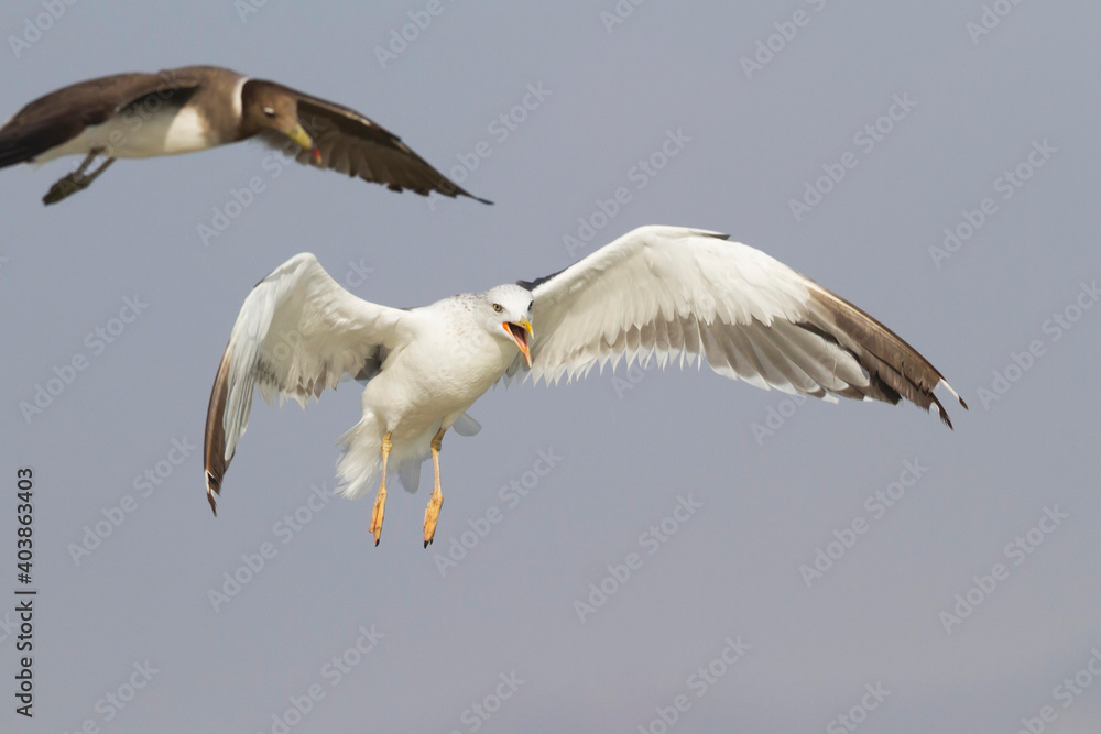 Fototapeta premium Heuglins Meeuw, Heuglin's Gull, Larus heuglini
