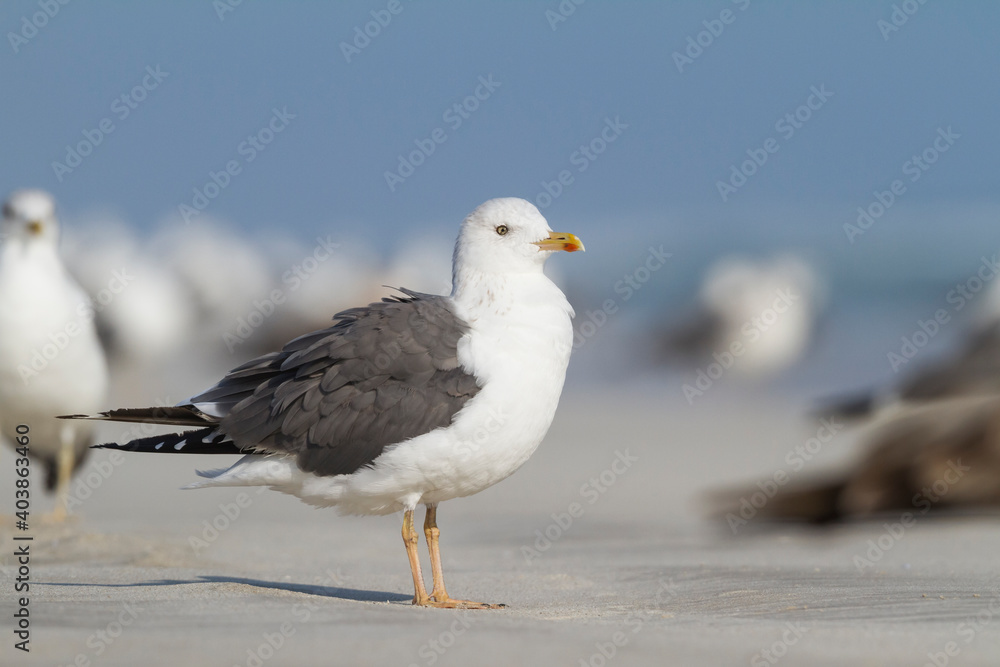 Heuglins Meeuw, Heuglin's Gull, Larus heuglini Heuglins Meeuw, Heuglin's Gull, Larus heuglini