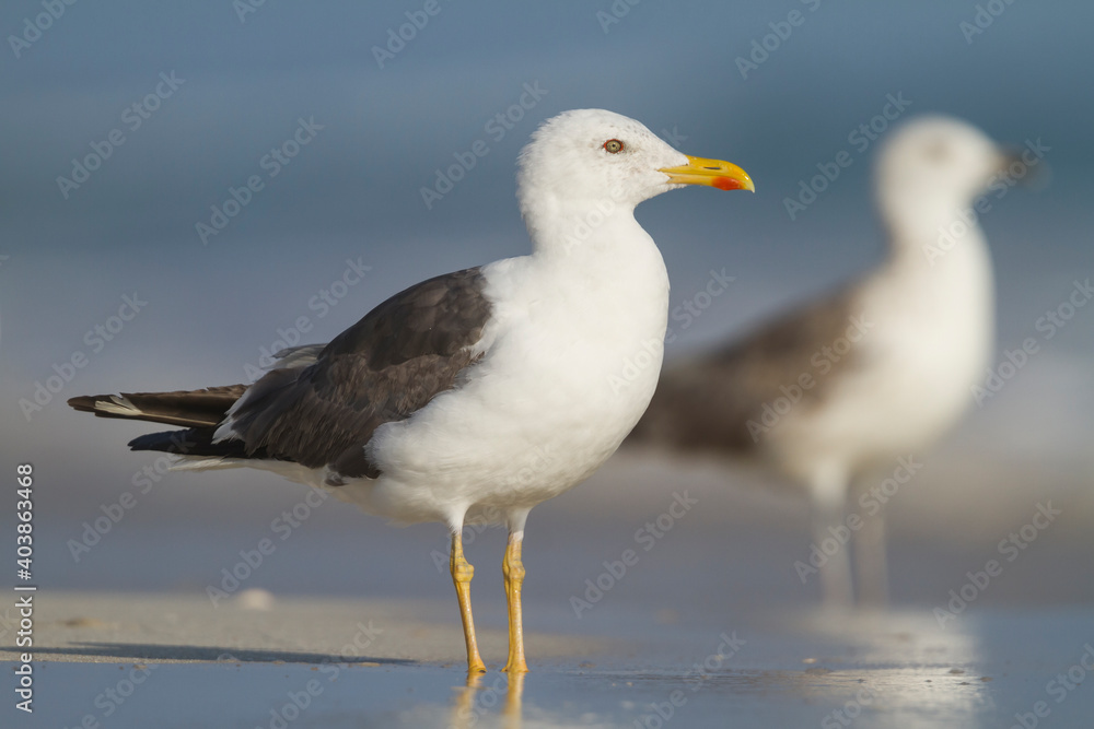 Heuglins Meeuw, Heuglin's Gull, Larus heuglini Heuglins Meeuw, Heuglin's Gull, Larus heuglini