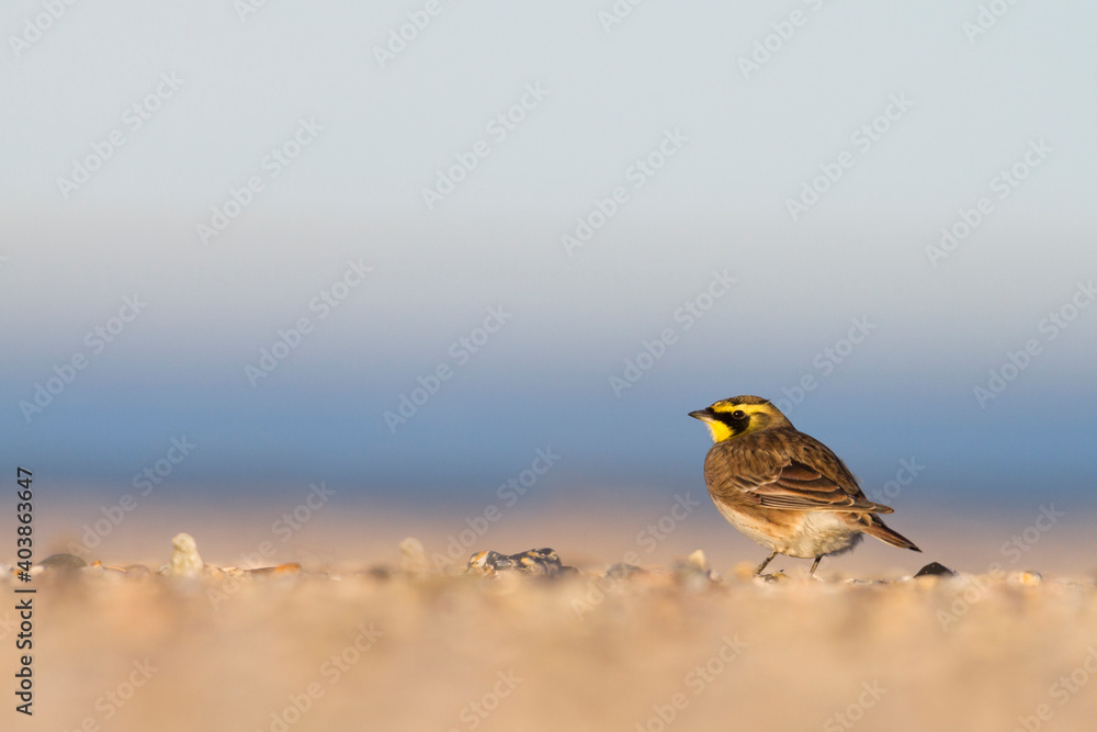 Strandleeuwerik, Shore Lark, Eremophila alpestris flava Strandleeuwerik, Shore Lark, Eremophila alpestris flava