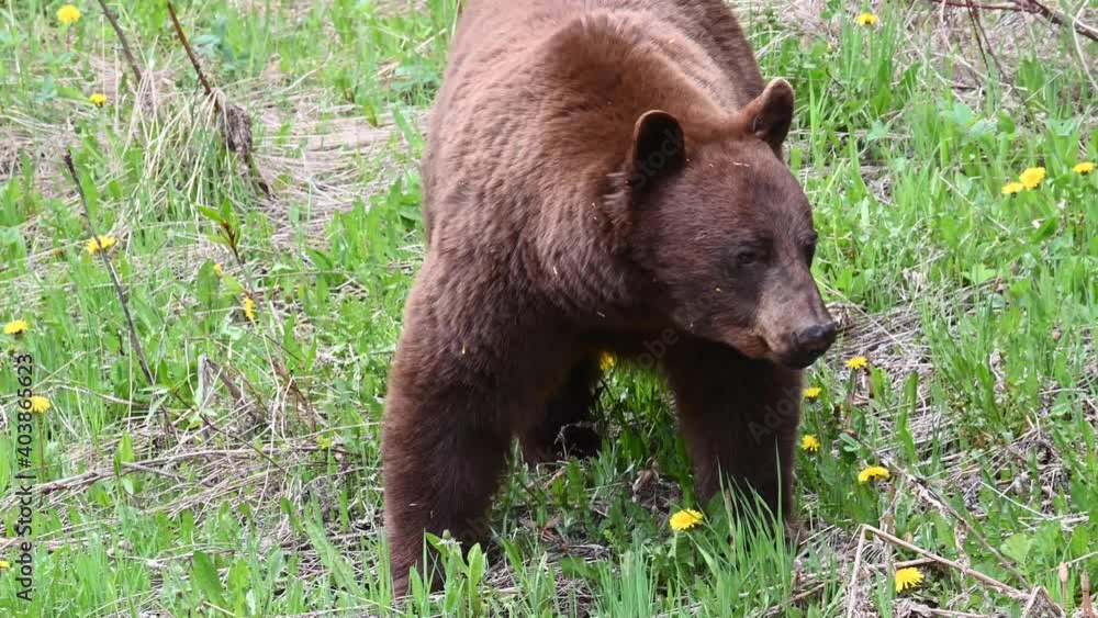 Black bear in the Canadian Rockies Black bear in the Canadian Rockies