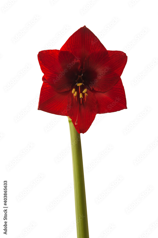 Dark red hippeastrum (amaryllis) Dynamite on white background isolated Dark red hippeastrum (amaryllis) Dynamite on white background isolated