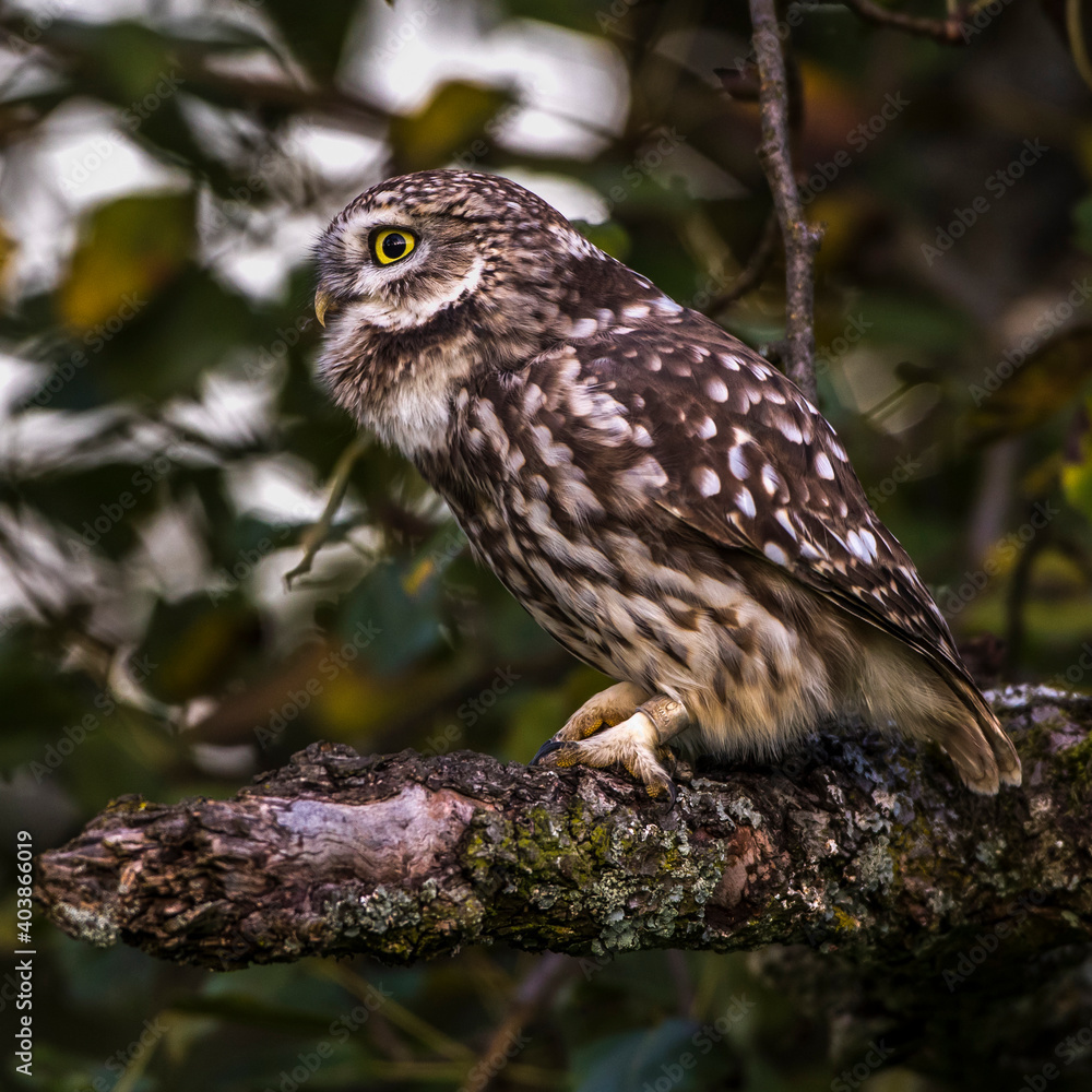 Steinkauz (Athene noctua) Steinkauz (Athene noctua)