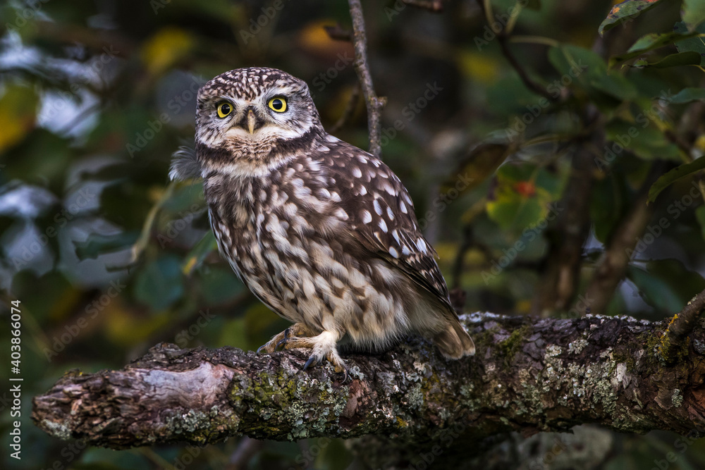 Fototapeta premium Steinkauz (Athene noctua)
